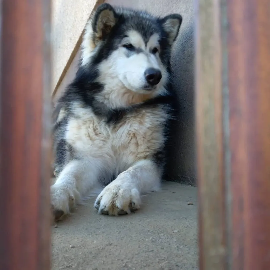 Malamute
